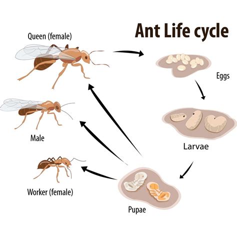 How ‘Ant.